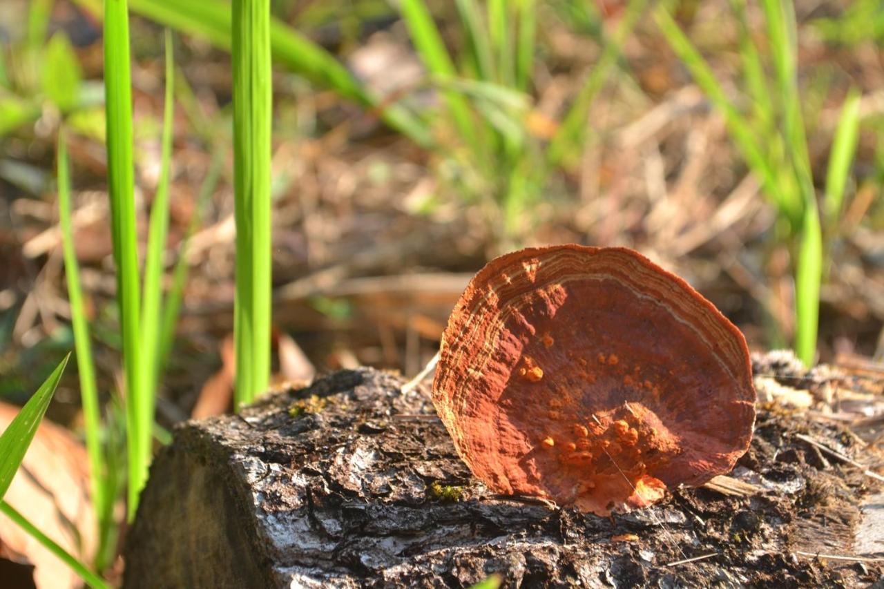 Homebar Ko Čang Exteriér fotografie